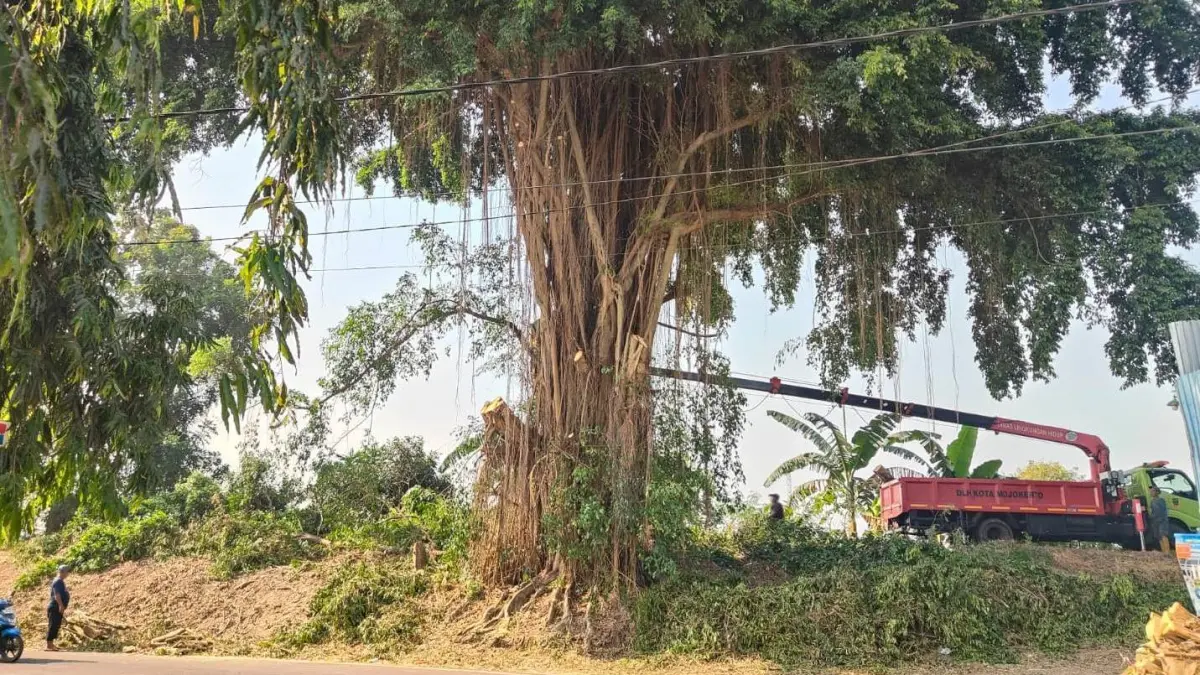 DIRAMPINGKAN: Petugas DLH Kota Mojokerto melakukan pemangkasan pohon beringin yang sudah rimbun di Jalan Raya Pulorejo, Kelurahan Pulorejo, Kecamatan Prajurit Kulon, Senin (3/8). (Adi JPRM)