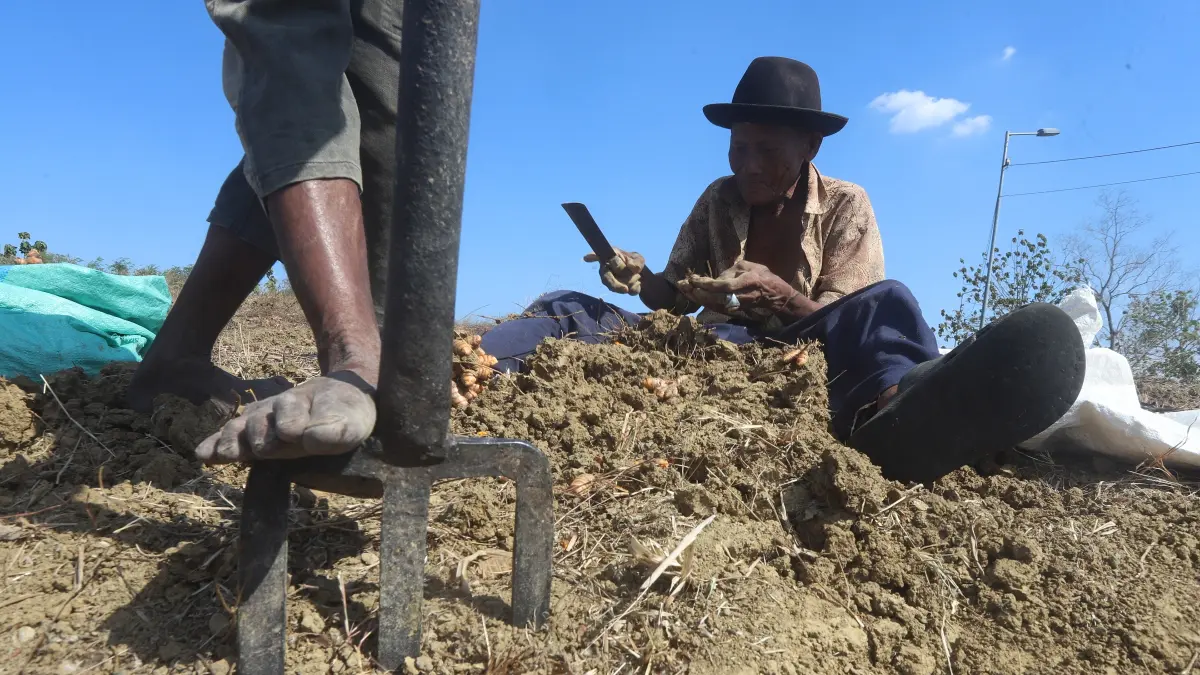 PANEN EMPON-EMPON: Petani di Desa Brayublandong, Kecamatan Dawarblandong, Kabupaten Mojokerto memanen tanaman kunyit pada saat musim kemarau sekarang ini, Jumat (7/8). (Sofan Kurniawan/JPRM)