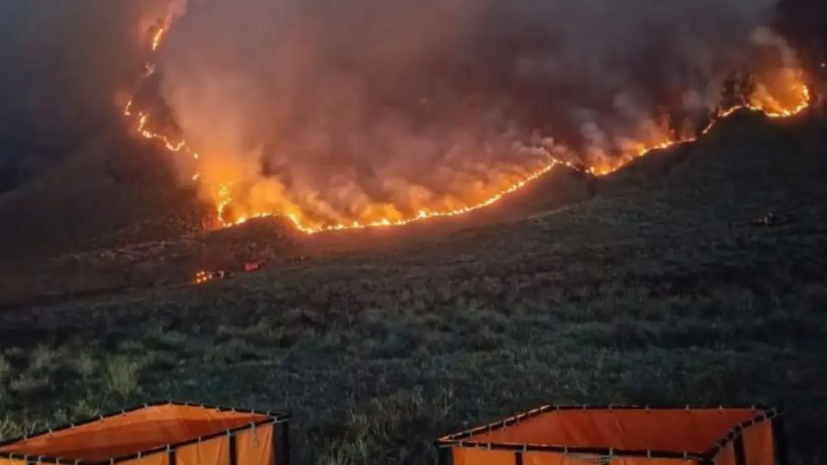 Api melahap vegetasi pegunungan Bromo, edelweiss ikut terbakar, wisata ditutup total demi keselamatan.