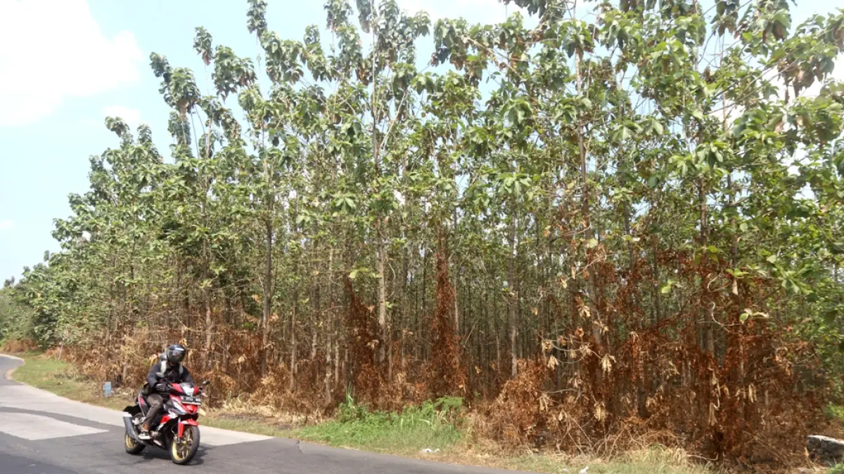 Pengendara motor melintas di area hutan jati Mojoroto, Kecamatan Jetis, Kabupaten Mojokerto, Senin (10/8). (Sofan Kurniawan/JPRM)