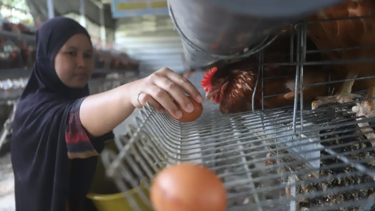 BIAYA PRODUKSI MELONJAK: Peternak ayam petelur tengah memanen telur di kandang Desa Pulorejo, Kecamatan Dawarblandong, Kabupaten Mojokerto, Selasa (11/8). (Sofan Kurniawan/JPRM)