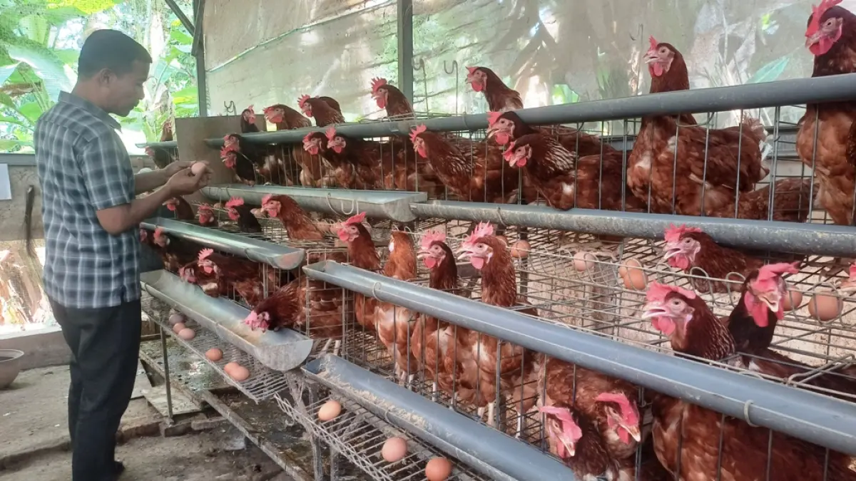 PRODUKSI TELUR: Salah satu mitra BUMDes Karya Mandiri Desa Pekuwon, Kecamatan Bangsal memeriksa dan memanen telur di rumahnya, Rabu (12/8). (Dodik JPRM)