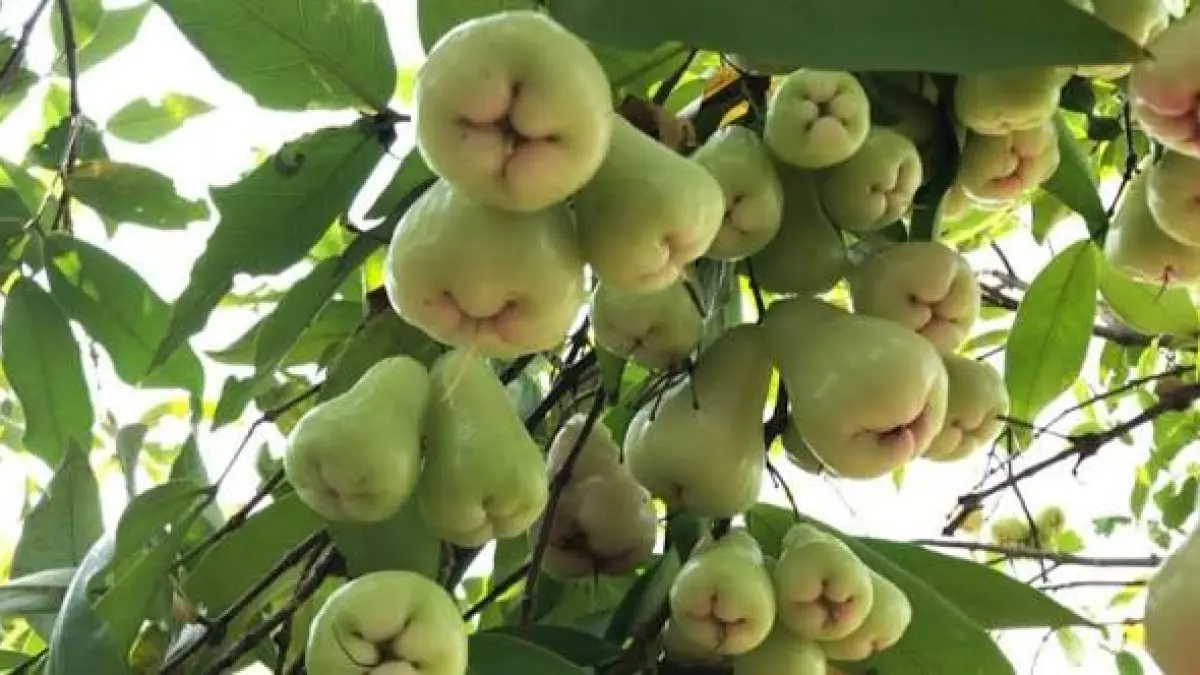 Jambu air berukuran besar tampak bergelantungan lebat di setiap dahan pohon di kawasan wisata petik jambu air Desa Sekargadung, Pungging, Mojokerto. Buah segar ini menjadi daya tarik utama pengunjung yang ingin memetik langsung dari kebun.