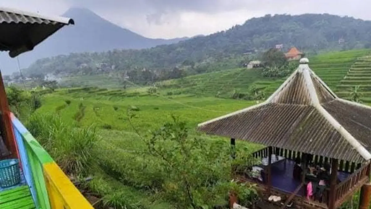 Pesona pemandangan hamparan sawah hijau yang asri dan pegunungan yang langsung menyambut pengunjung di Kedai Mbah Kung Trawas.