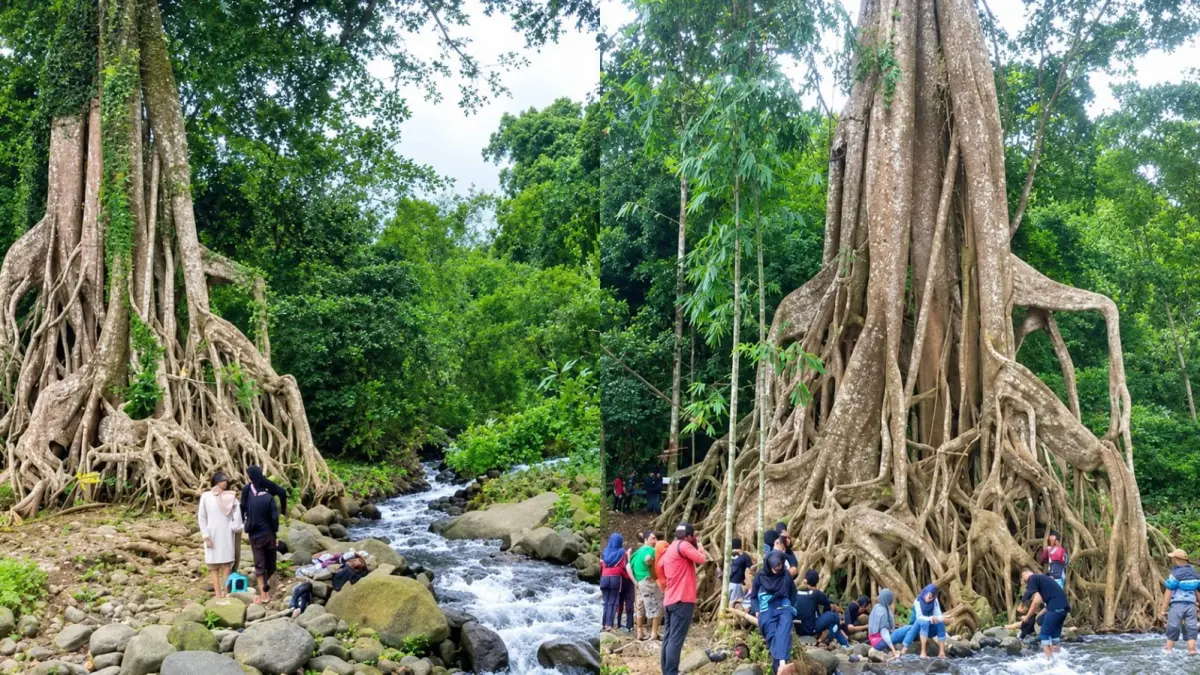 Pohon Koang raksasa berumur ratusan tahun ini punya tinggi sekitar 30 meter dengan akar-akar eksotis yang memukau