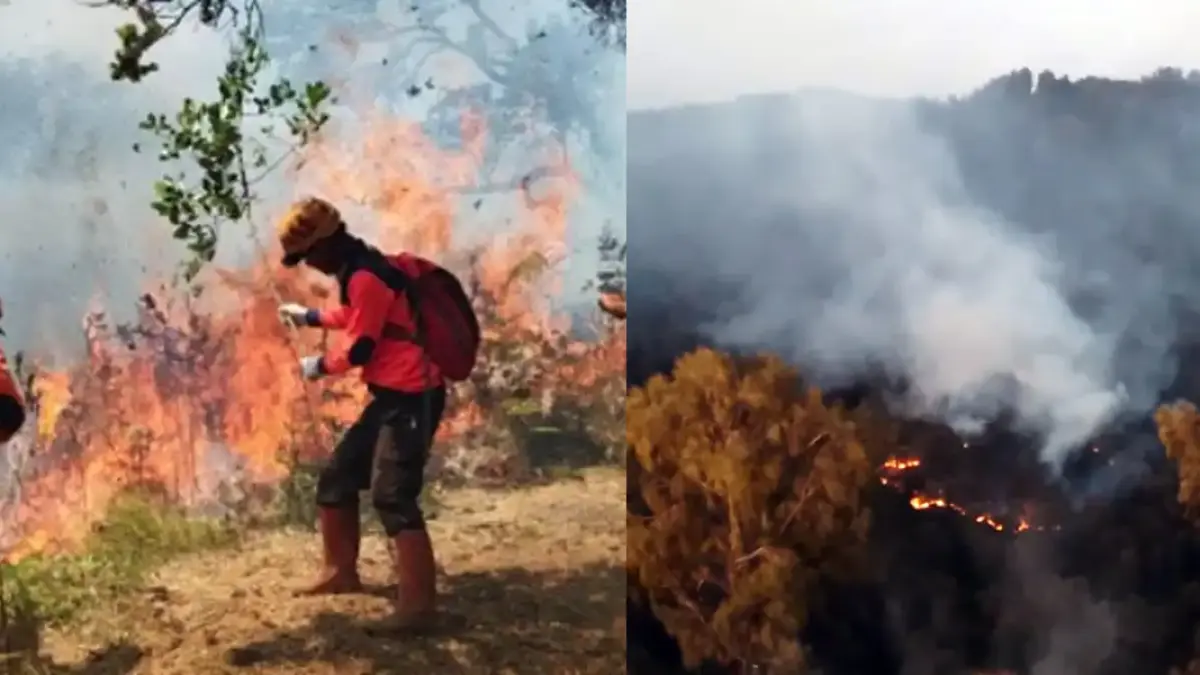 Jalur resmi pendakian Gunung Arjuno-Welirang ditutup sementara mulai 19 Agustus 2026 akibat kebakaran hutan di lereng Tahura Raden Soerjo