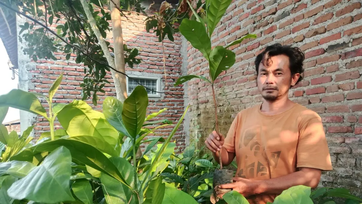 PENYEMAIAN: Dedi menunjukkan bibit kopi yang siap dibagikan kepada petani setempat, kemarin (5/9). Tanaman kopi berumur lima bulan itu akan diberikan secara gratis. (Fendy Hermansyah/JPRM)