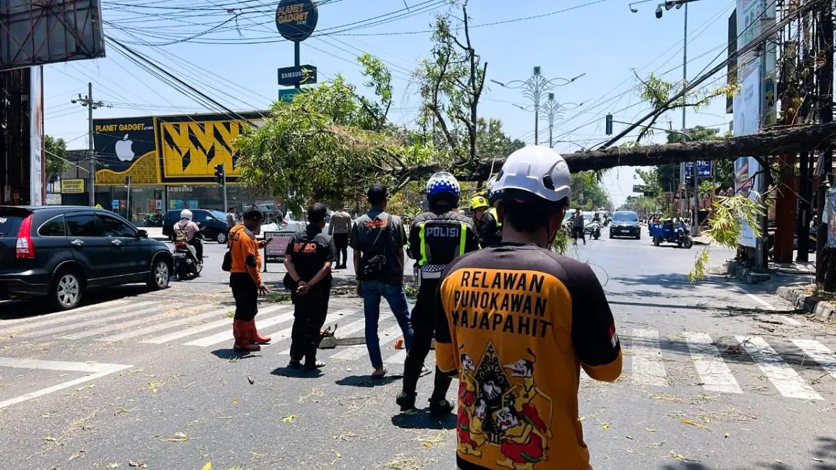 WASPADA: Sebuah pohon peneduh di Simpang Empat Gatul, Kecamatan Puri, Kabupaten Mojokerto, tumbang dihempas angin kencang, Minggu (13/9) siang. (Martda/JPRM)
