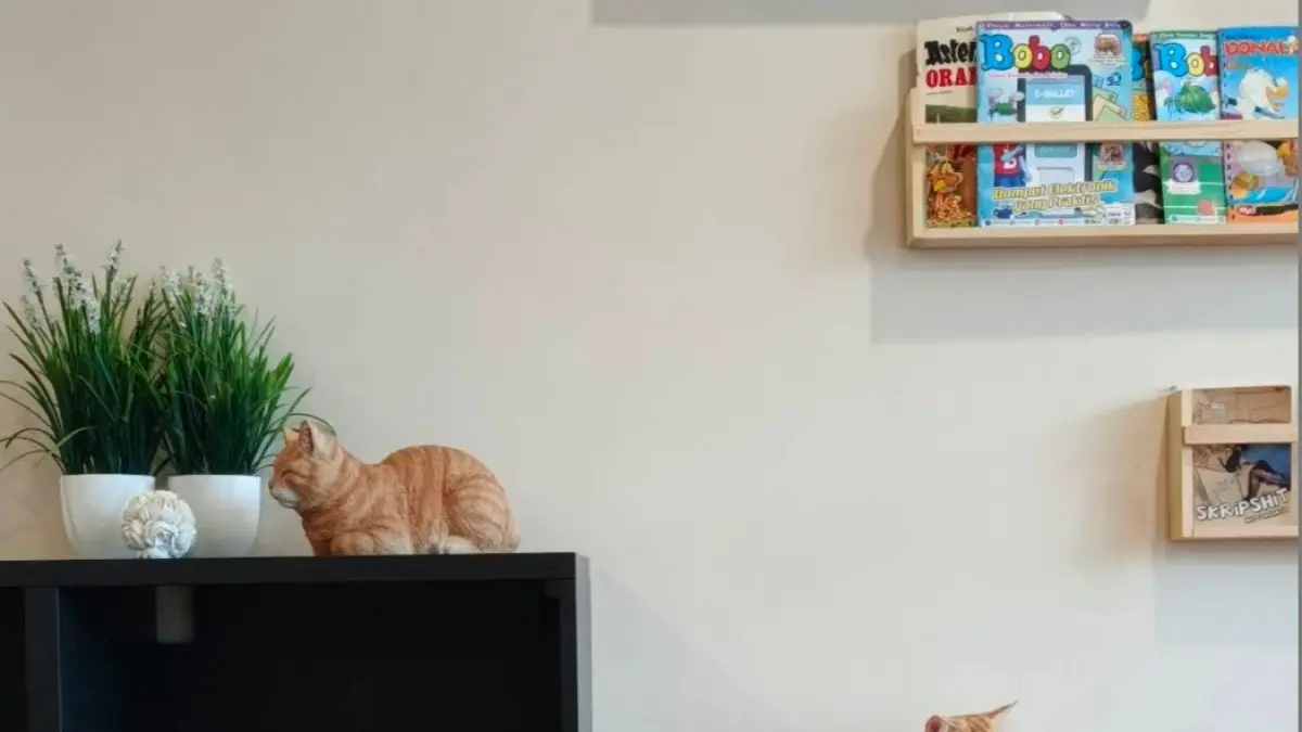 Balik Kucing Cat Lounge adalah salah satu kafe berkonsep unik yang ada di Mojokerto, pengunjung dapat bersantai dan berinteraksi dengan para kucing secara langsung.
