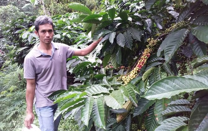 biji-kopi-buka-tabir-sejarah-di-pawitra