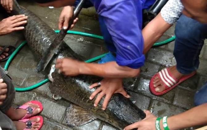 ikan-arapaima-gigas-spesies-amazon-muncul-di-sungai-brantas