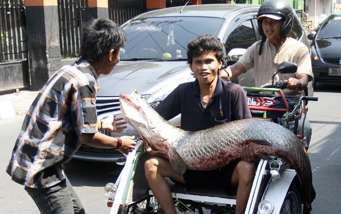 warga-mojokerto-kembali-tangkap-predator-amazon