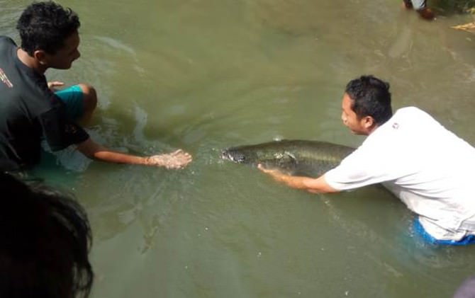 arapaima-gigas-ditangkap-lagi-ditembak-bius-sampai-disetrum