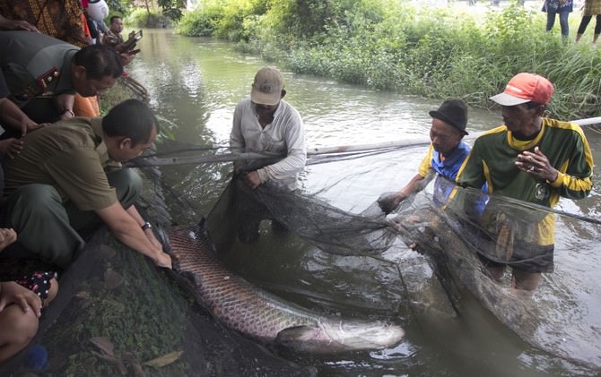 arapaima-gigas-mampu-habiskan-4-kilogram-ikan-lokal-per-hari