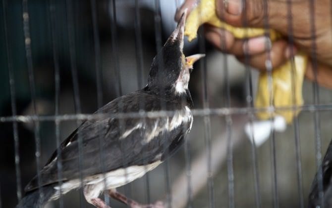 pedagang-burung-bingung-aturan-satwa-dilindungi-minim-sosialisasi