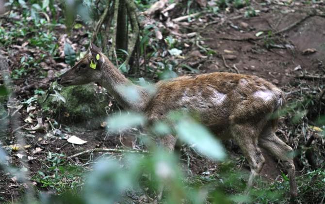 wilayah-hutan-r-soerjo-pacet-kini-dihuni-rusa-timor