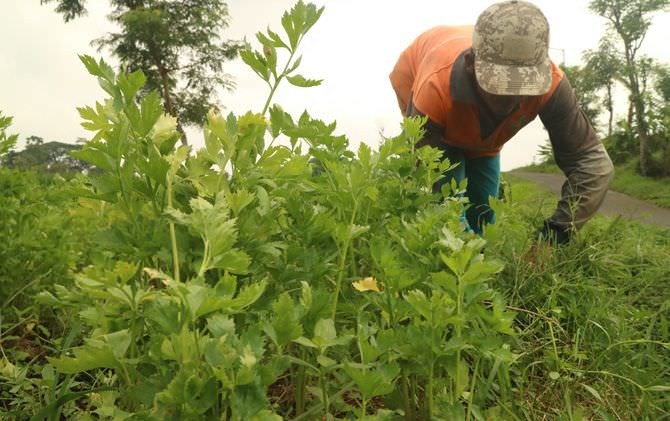 harga-daun-seledri-pacet-turun-menjadi-rp-5-ribu