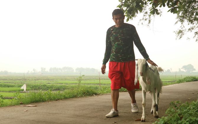 kambing-jogging-bareng-majikan-punya-sifat-mirip-anjing-dan-kucing