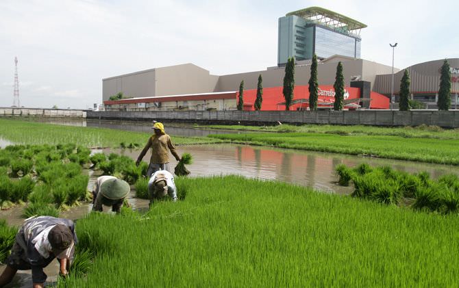 lahan-pertanian-di-kota-terus-mengalami-penyusutan