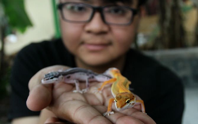 si-cantik-dari-gurun-pasir