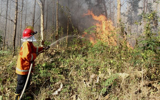 hutan-jati-cendoro-terbakar-satu-pengendara-motor-tersambar-api