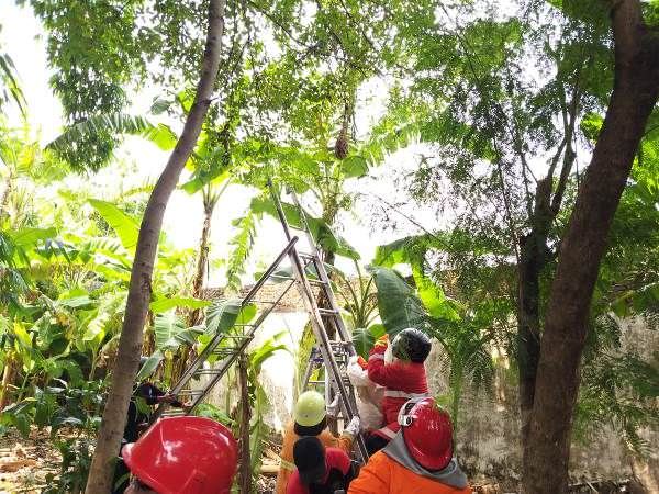 tawon-beracun-serang-petugas-pmk