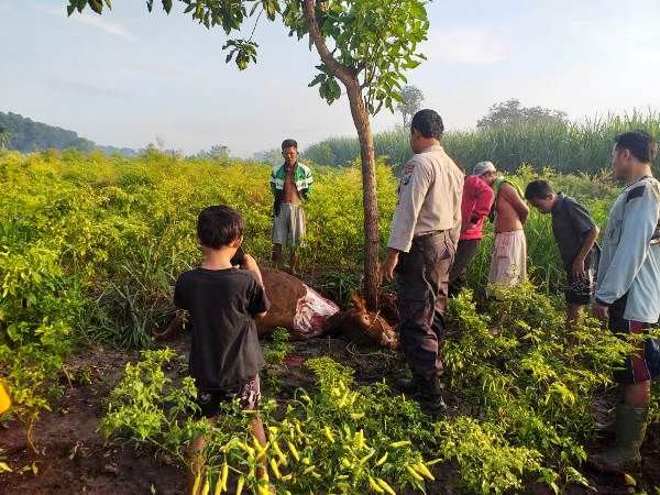 curi-sapi-dibawa-ke-hutan-lalu-dipotong-potong