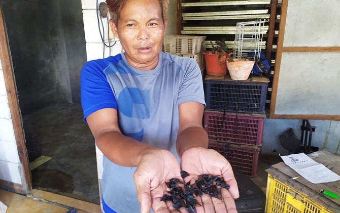 harus-bertaruh-nyawa-hasil-tangkapan-dijual-untuk-obat