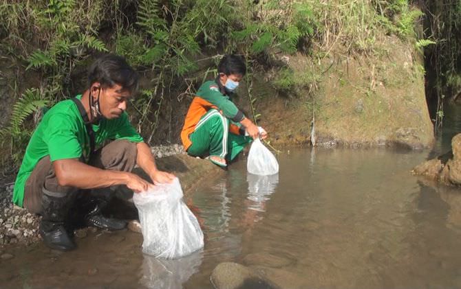 ikan-sengkaring-di-tengah-ancaman-kepunahan-langka-sejak-1995
