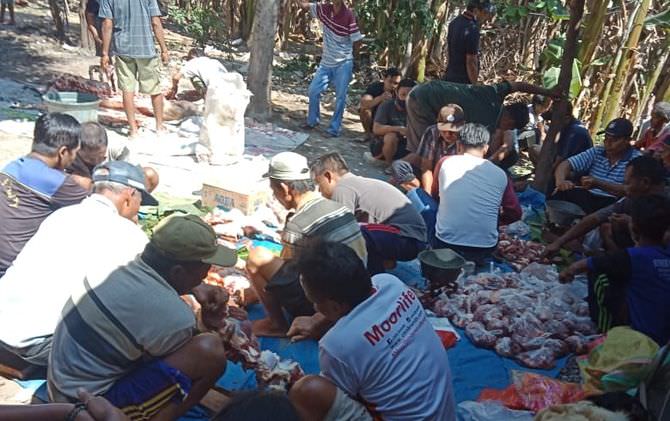 hendak-disembelih-kambing-kurban-kabur-dan-hilang