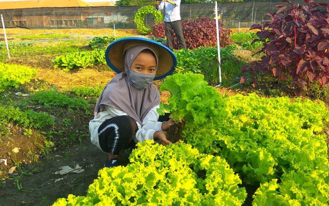 mal-pun-buka-lahan-wisata-edukasi-petik-sayur