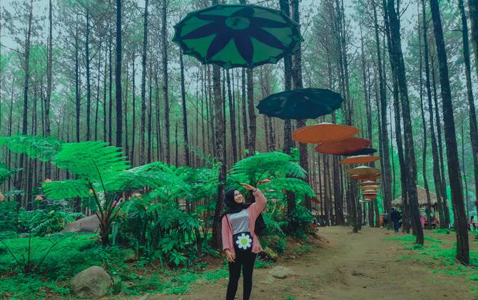keindahan-hutan-pinus-puthuk-panggang-welut-memikat-wisatawan