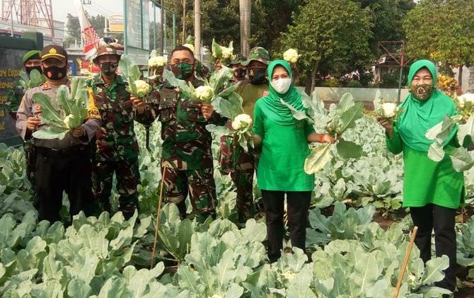 manfaatkan-lahan-tidur-untuk-tanam-brokoli