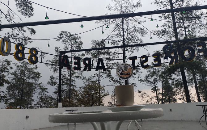nikmati-kopi-di-antara-hutan-pinus