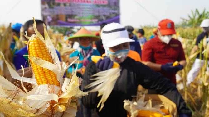 ning-ita-panen-jagung
