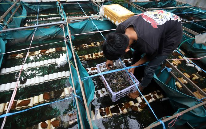dinilai-berisiko-tinggi-warga-enggan-budidaya-lobster