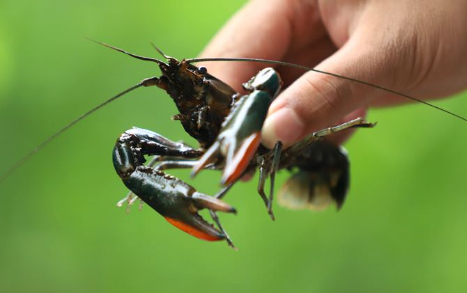 nilai-tawar-lobster-tawar
