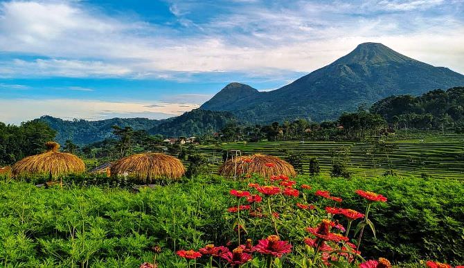 taman-bunga-alami-berlatar-belakang-persawahan-dan-pegunungan