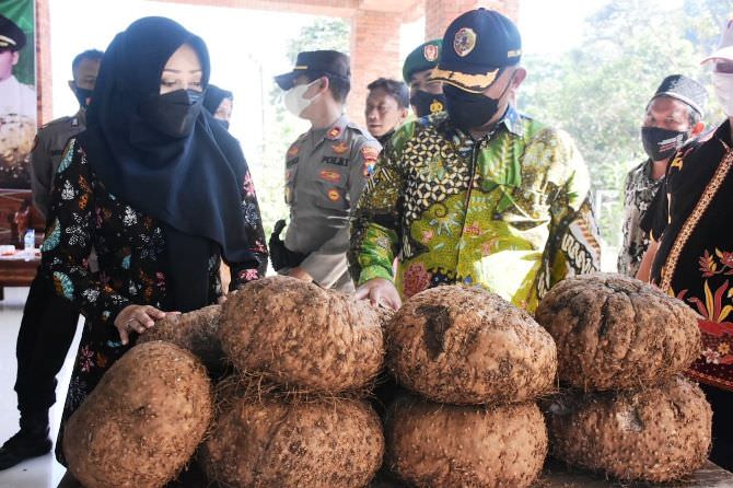 bupati-ikfina-fahmawati-tinjau-panen-porang-15-ton