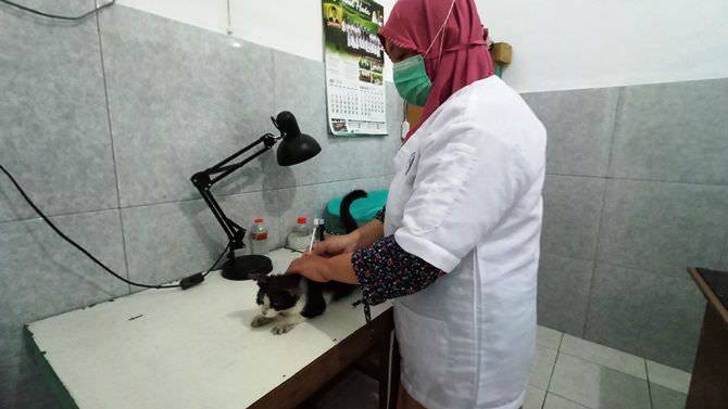 rawat-belasan-kucing-berpenyakit-yang-hidup-di-jalanan