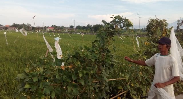 pupuk-subsidi-langka