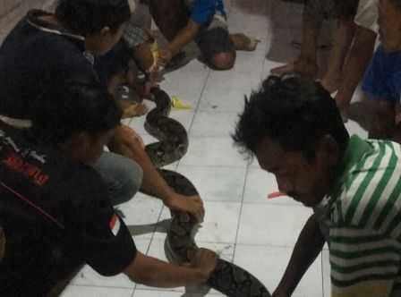 warga-diminta-waspadai-ular-masuk-rumah