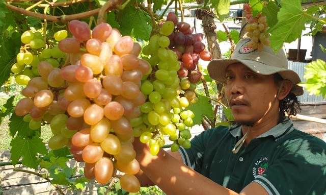 berawal-dari-hobi-kini-inisiasi-kampung-anggur