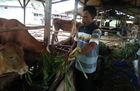 sukses-kembangkan-sapi-rintis-peternakan-kambing-etawa