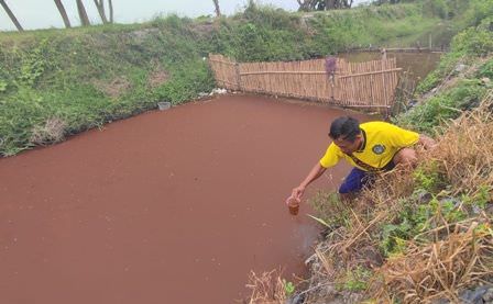 sungai-memerah-disebabkan-blooming-alga