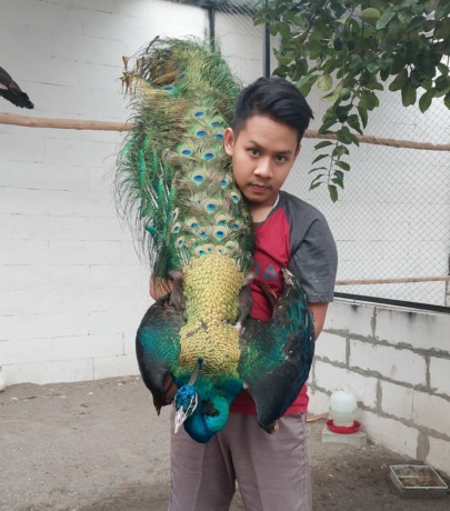 CANTIK NAN EKSOTIS: Burung Merak yang ditangkarkan Adit Yachya di Dusun Bandung Wetan, Desa Bandung, Kecamatan Gedeg.