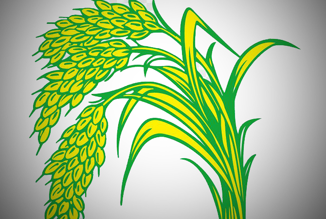 ilustrasi padi dok jawapos.com