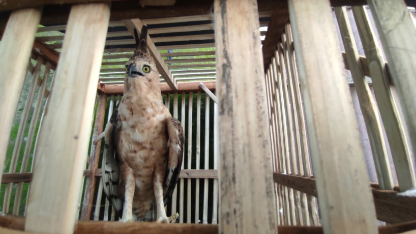 LANGKA: Elang Jawa yang ditemukan Ahmad Faizin Bisri, 33, di hutan lindung Sendi, Kecamatan Pacet, diserahkan BBKSDA Jatim kemarin.