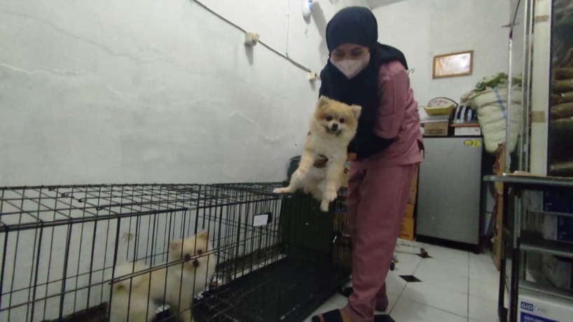 TERAWAT: drh Khalimatus Sa’diyah tengah memeriksa kondisi kucing dan anjing yang ditipkan di Mojokerto Pet Care and Petshop.