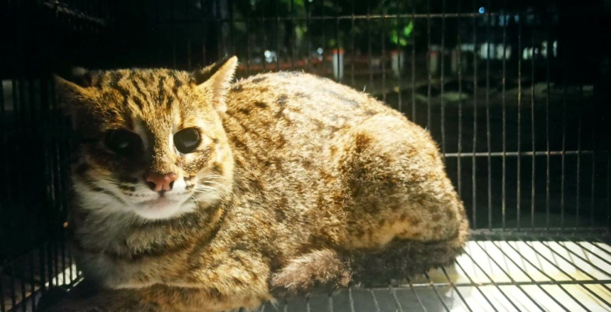DILINDUNGI: Kucing Kuwuk milik Ariyo saat berada di kandang sebelum dievakuasi ke BBKSDA Jatim dan dilepas liarkan ke habitatnya.